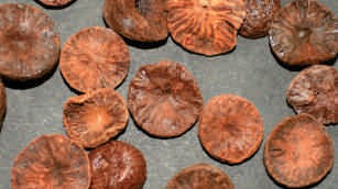 Arecanut, dried, red color