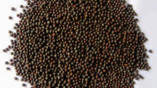 Mustard seeds