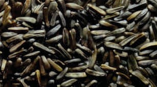 Niger seeds, black