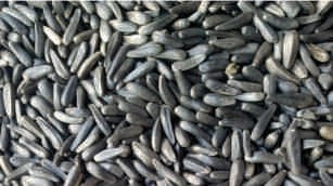 Niger seeds, gray