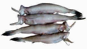 Bombay duck