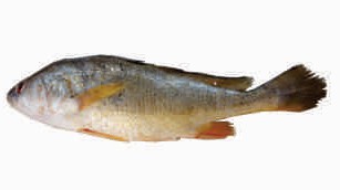 Hilsa