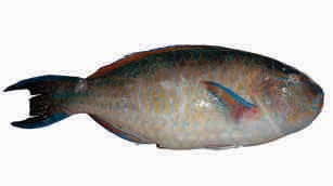 Parrot fish