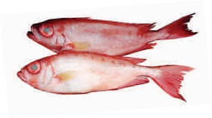 Red snapper, small