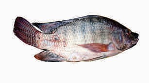 Tilapia