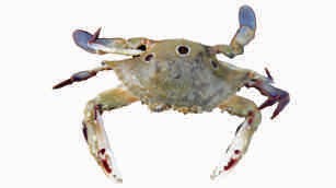 Crab, sea