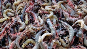 Tiger prawns, brown