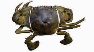 Crab