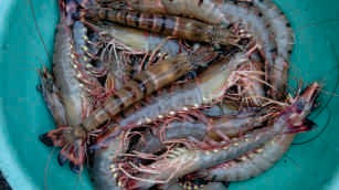 Tiger prawns